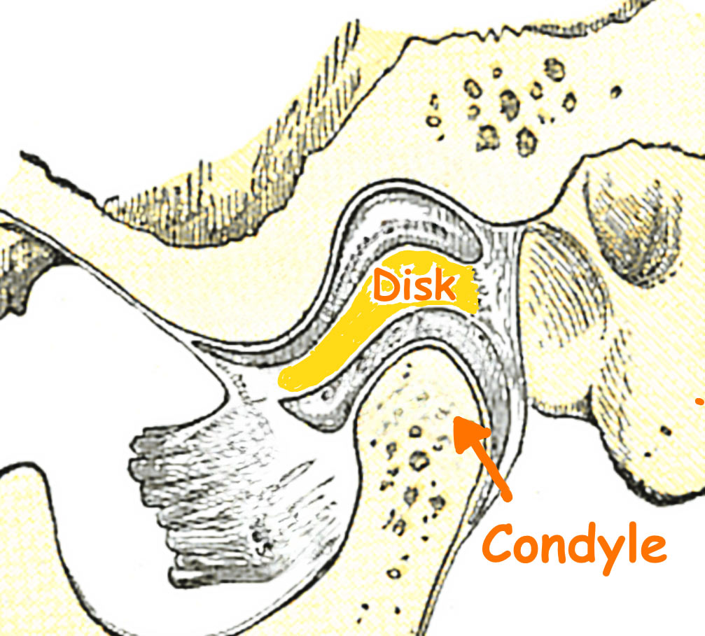 Understanding the Condyle and Its Role in TMJ Function